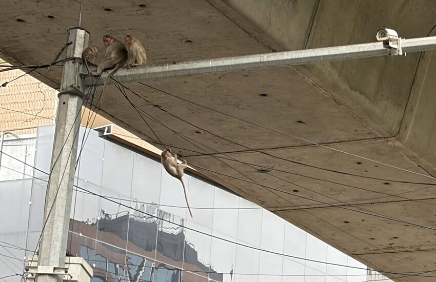 Bengaluru's streetscape — monkeys crossing overhead power lines strung beneath an elevated road